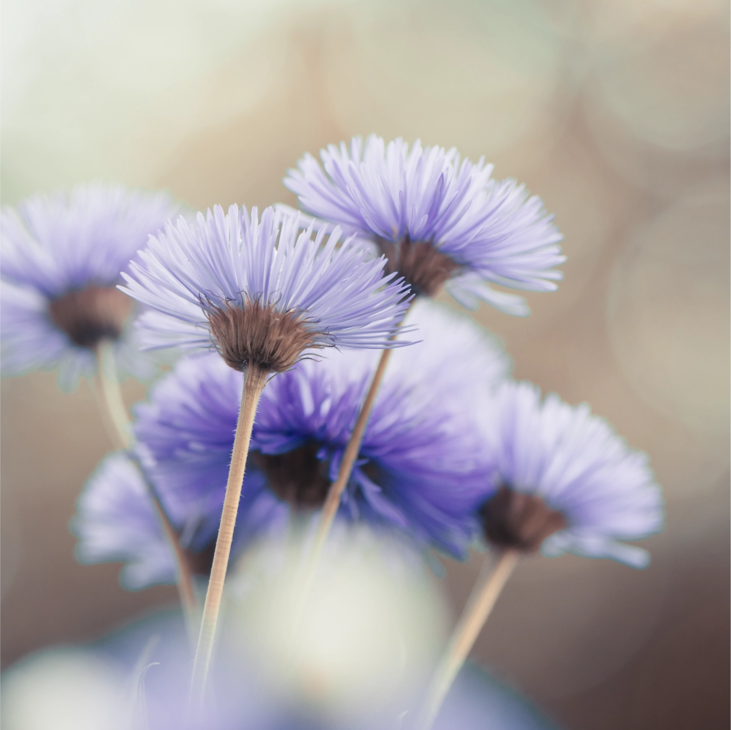 Death Notices North Shields, WhitleyBay, Newcastle - Turnbull Funeral Director