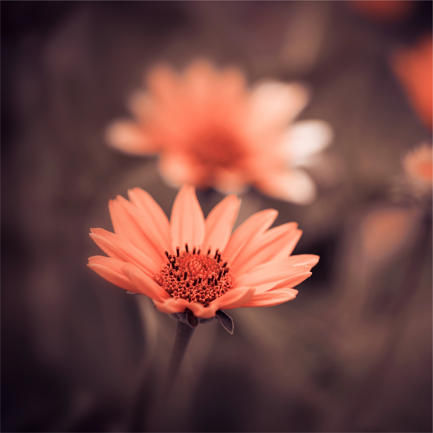 Death Notices North Shields, WhitleyBay, Newcastle - Turnbull Funeral Director