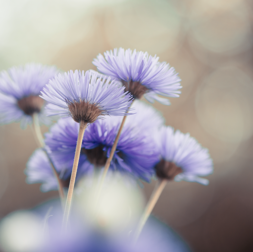 Death Notices And Funeral Announcements North Tyneside